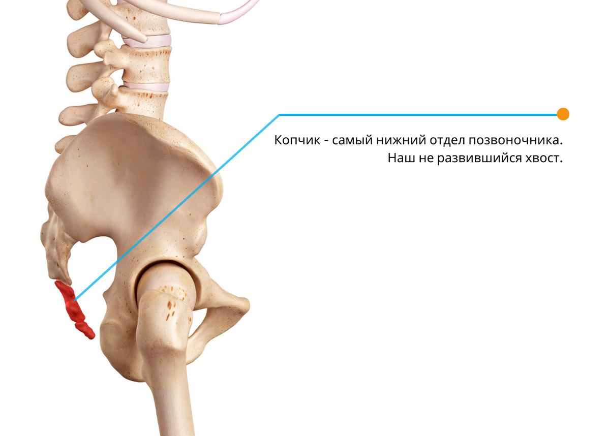 Болит копчик причины