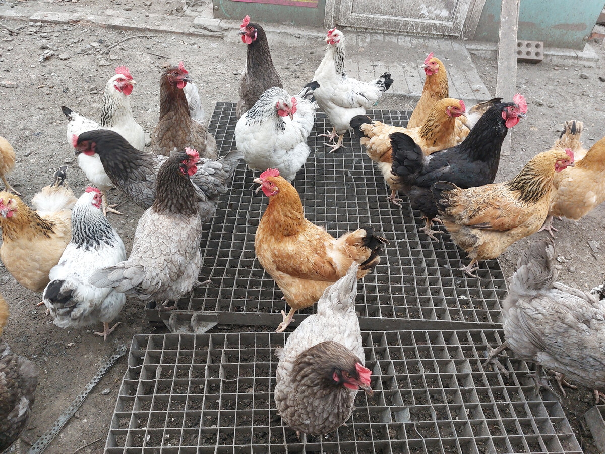 Фото автора Жизнь в деревне 