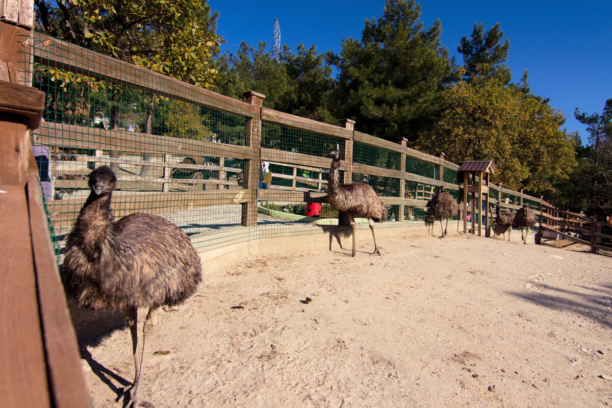 Сафари Парк