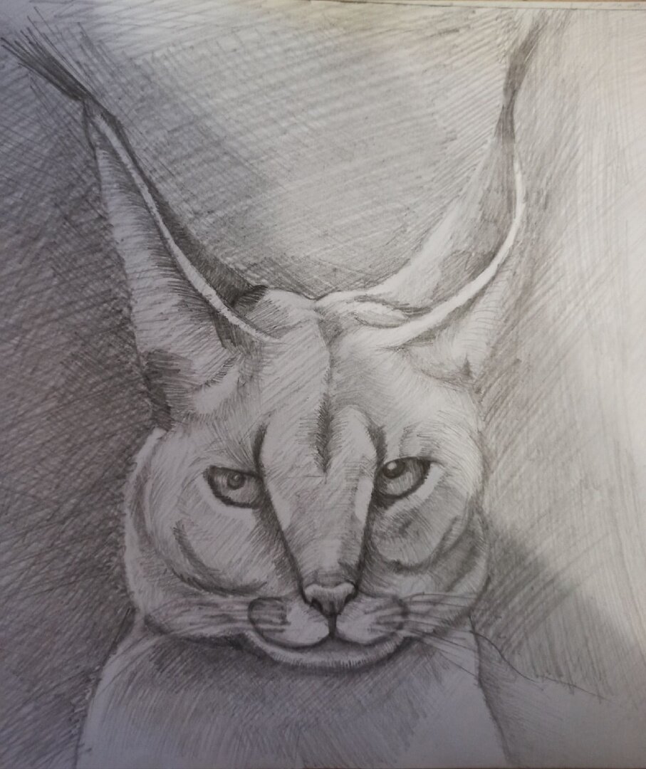 Восхитительный каракал карандашом. Рисунок выполнен на эфире, быстро, я не успевала за ведущим. В общем - вот, что получилось.