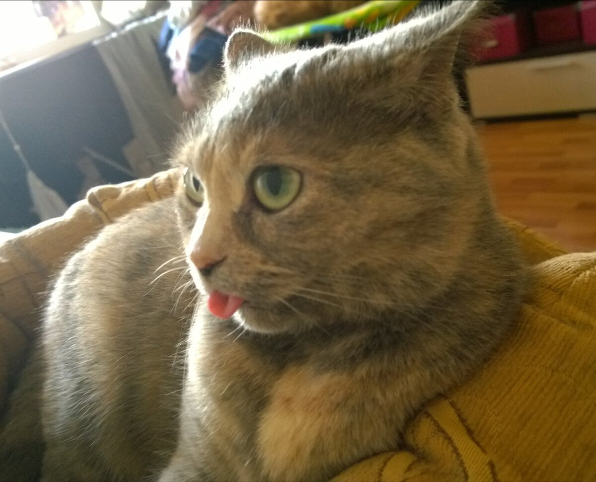 Залип язычок у нашей леди) 