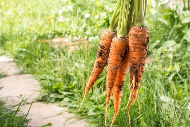Фото морковь пучками в черном ящике. Свяжи морковки в пучки