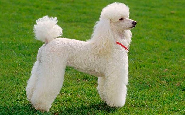 Пудели — энергичные собаки, которым нравится человеческое общество