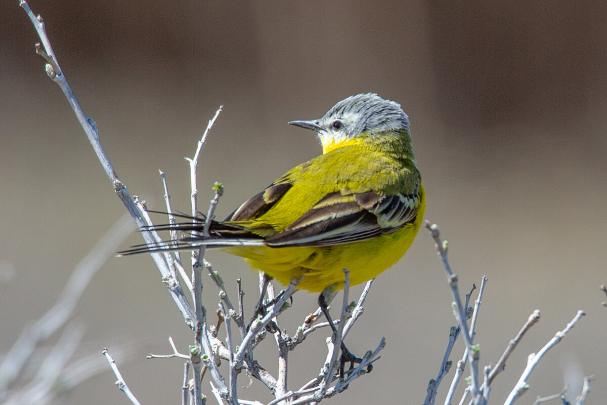 желтая трясогузка