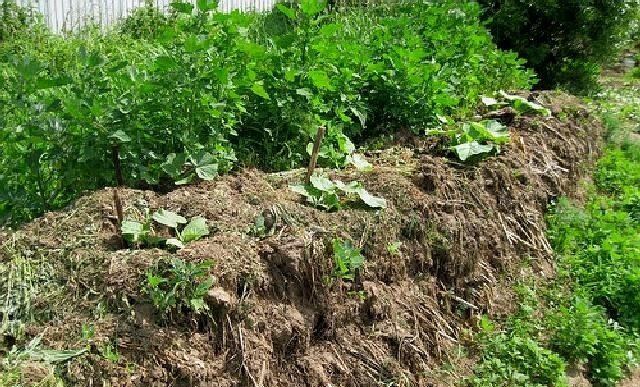 Навозная куча под грядки Фото из открытого источника  куче planktons.ru