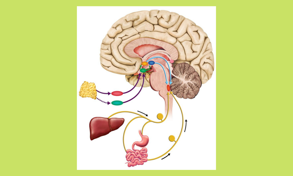 Центр голода в головном мозге. Анатомия мозга гипоталамус и гипофиз. Мозг человека гипоталамус. Гипофиз гипоталамус в голове. Гипоталамус надбугровая.