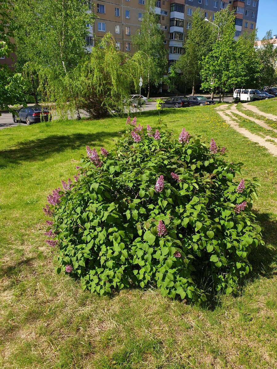 Сирень