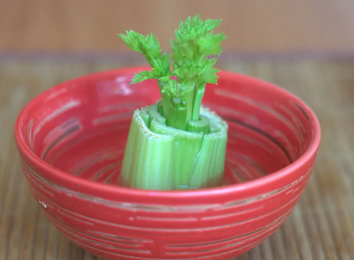 Из обрезка вырастают новые листочки