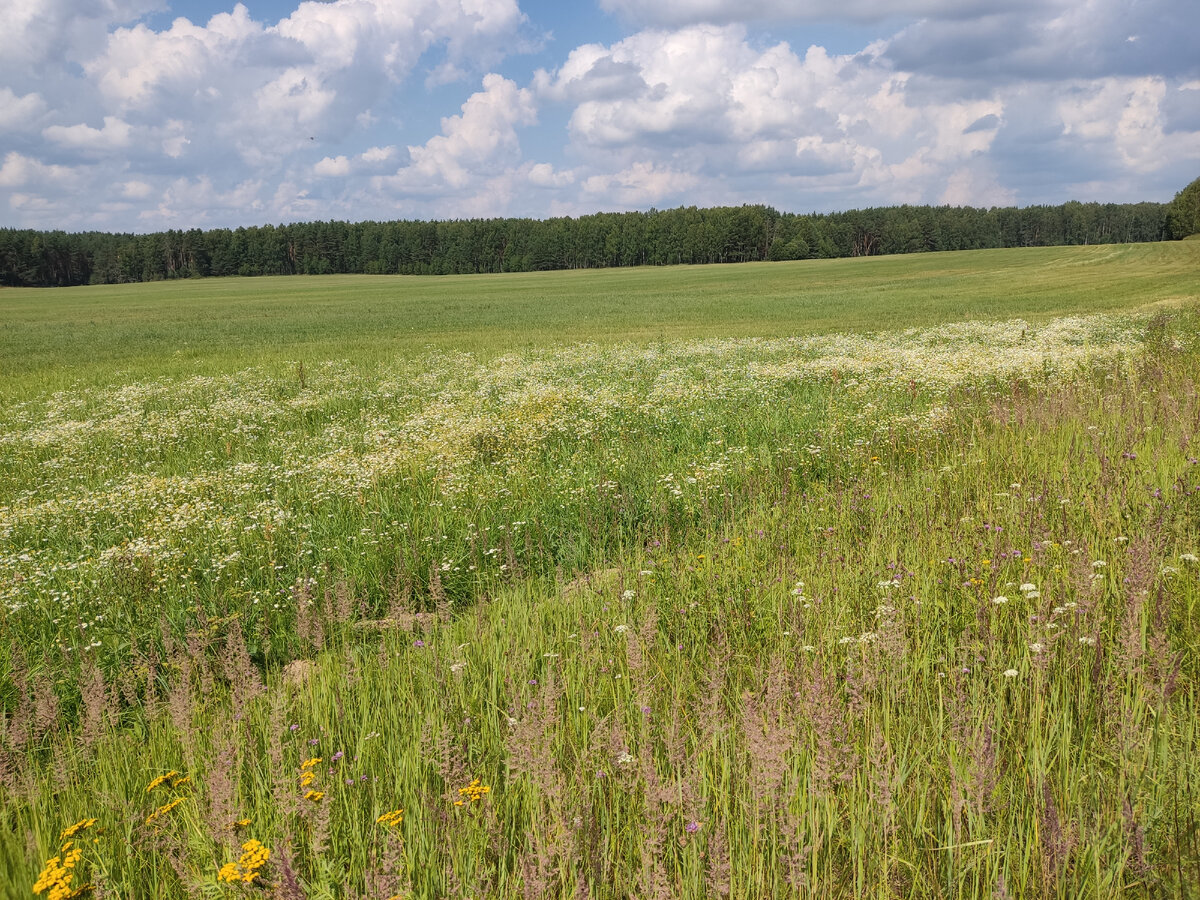 Полезные растения России. Ромашковое поле. (Все фото в статье авторские).