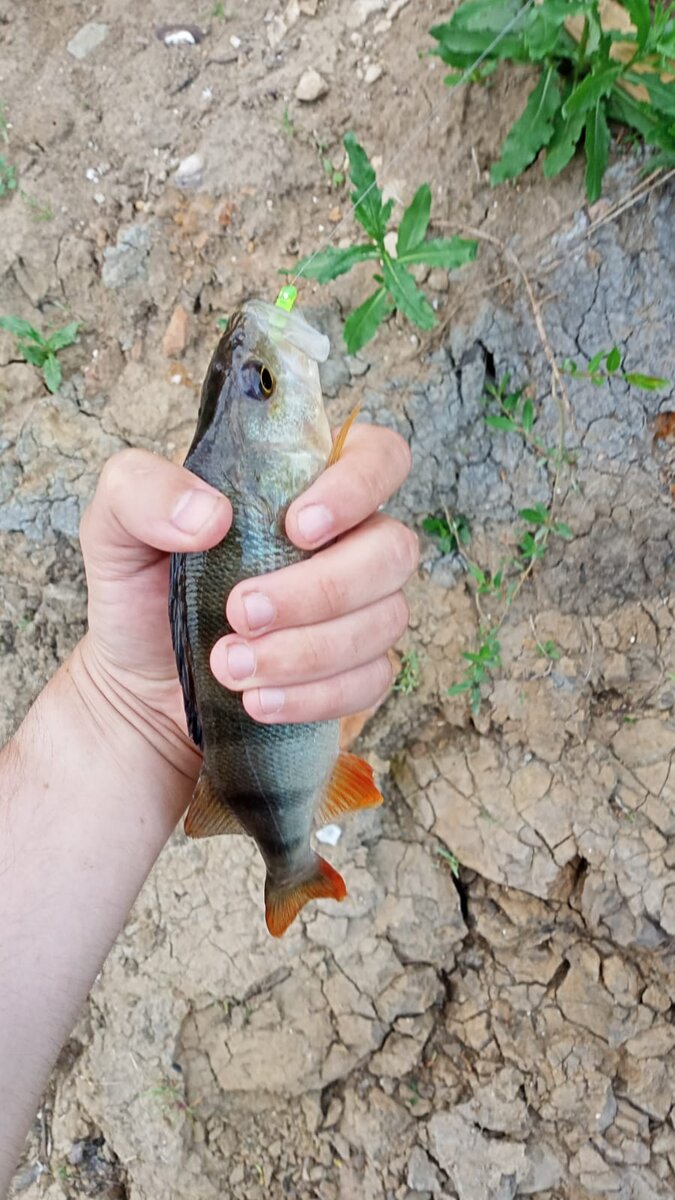 окунь пойман на Jucky John Ballist