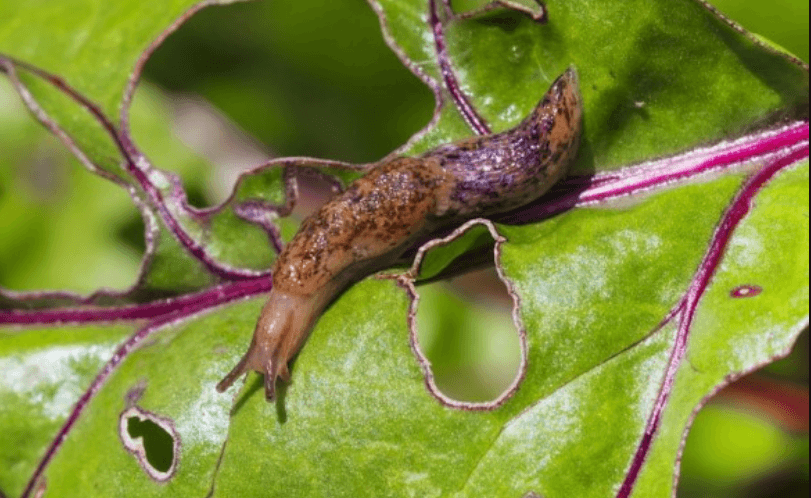 Слизни размножаются стремительно, поэтому за короткий срок могут значительно увеличится в численности