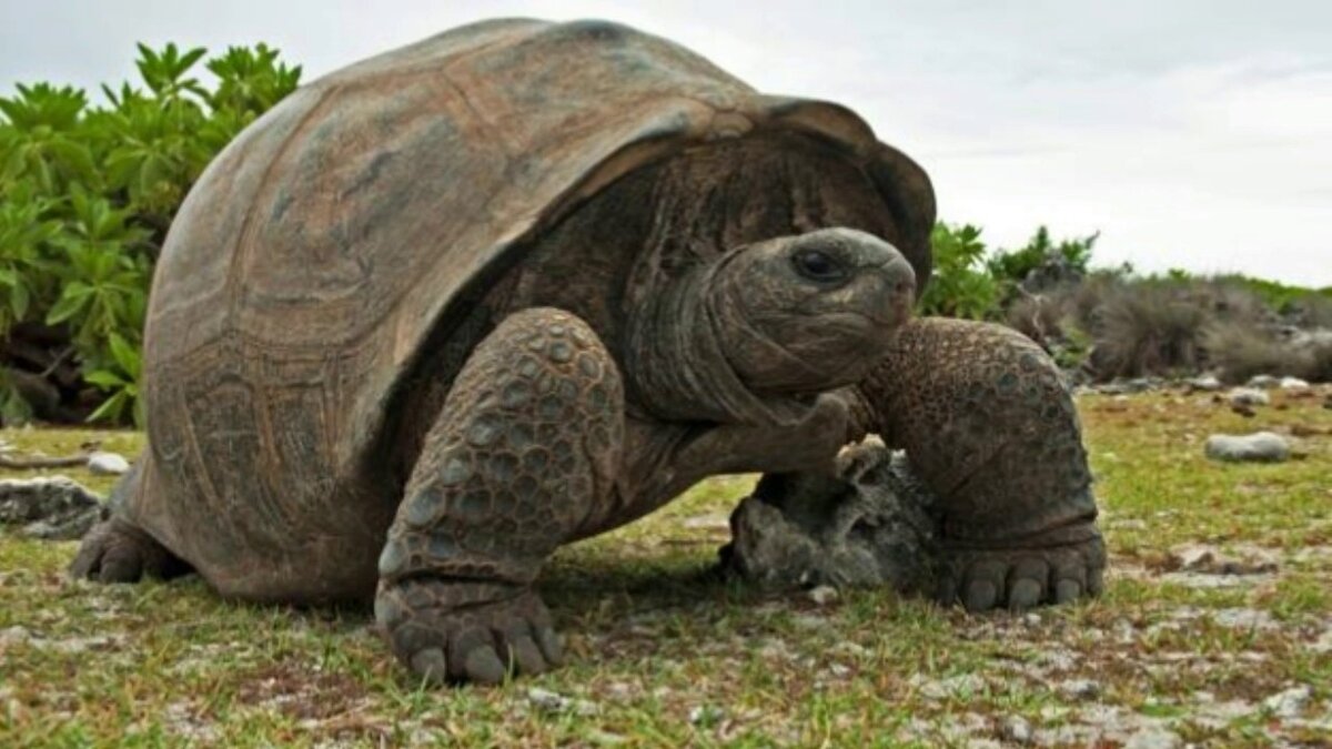 1) Самая большая черепаха в мире