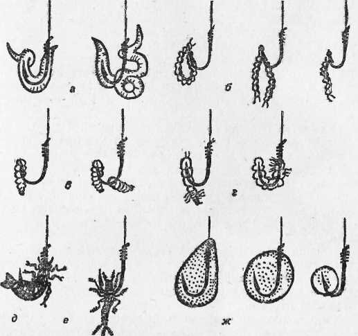 Как на саживать червя и опариша на кручок. Как правильно надевать приманку на крючок. Офсетник незацепляйка. Правильная насадка опарыша на крючок. Червяк на волосяной оснастке.