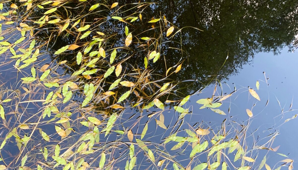 Вода в Истоке Волги