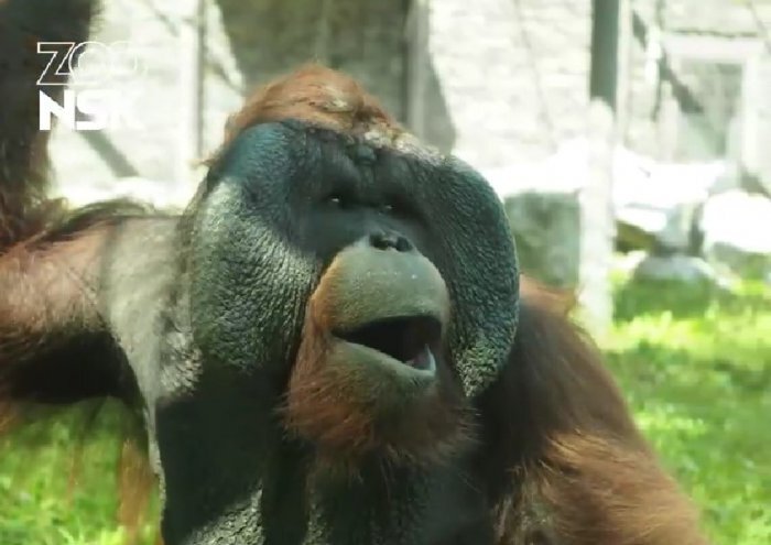 Фото: Новосибирский зоопарк