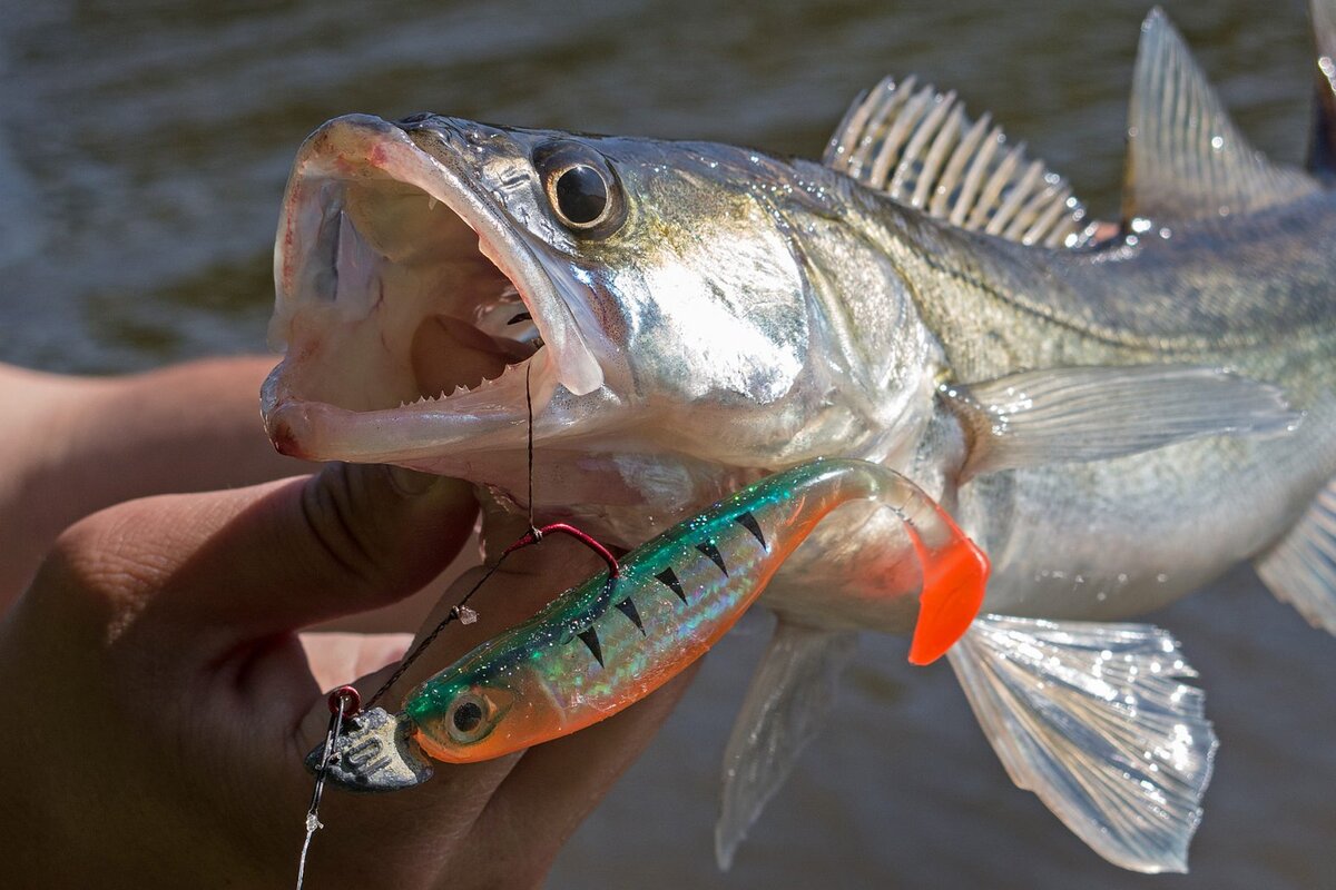 Фото с сайта: https://klev26.ru