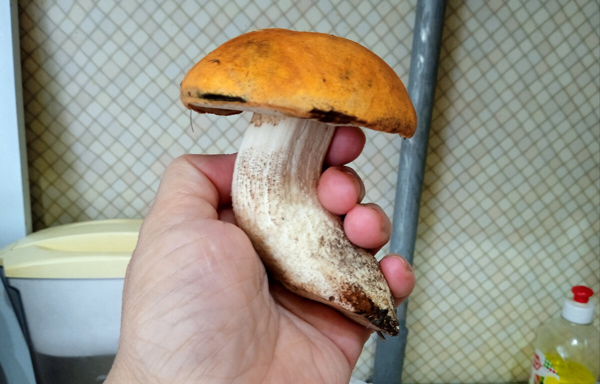 Фотография сделана мной. 