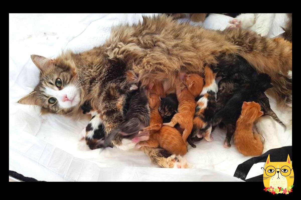 К чему снятся рождающиеся котята. Мама кошка рожает котят. Кошка родила много котят 56. Самое большое количество рожденных котят за раз. Кошка рожает дома на ковре красивое фото.