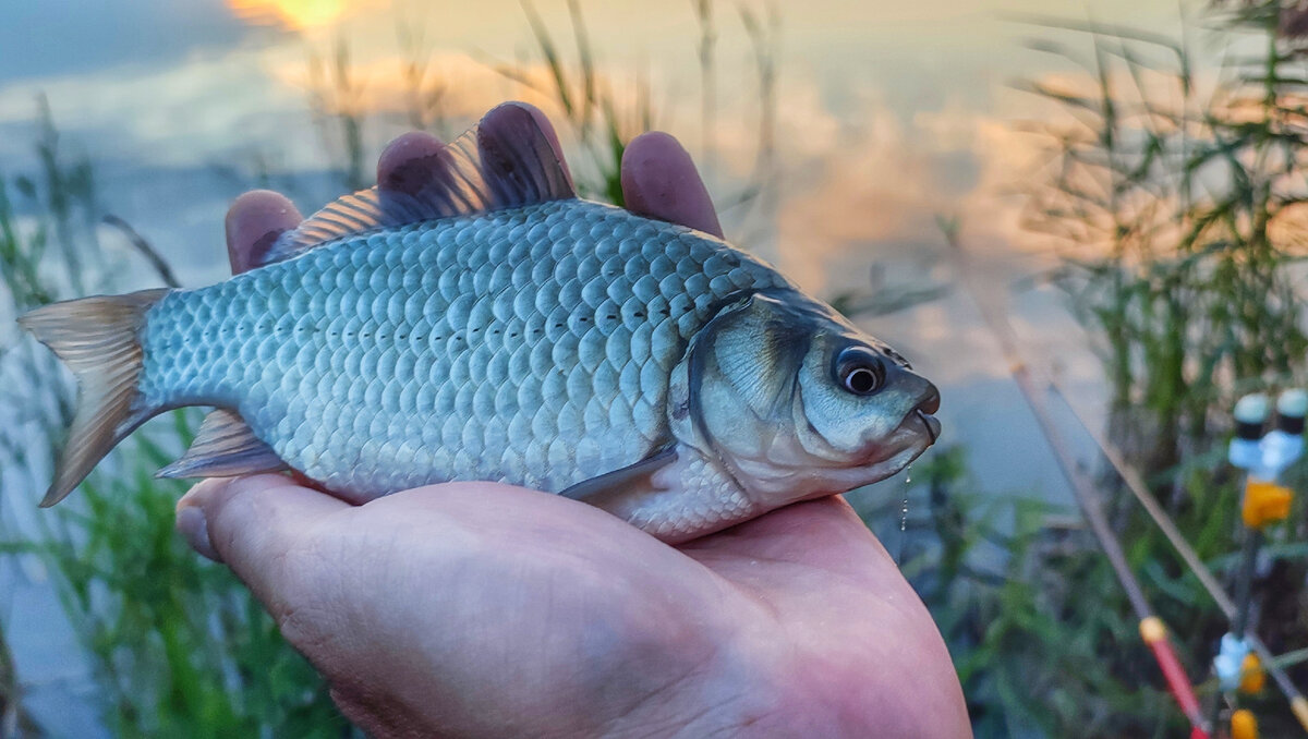 Карась. Ловля на мелководье | Max Fishing | Дзен