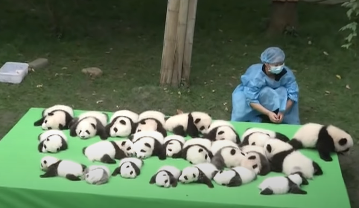 В китайском заповеднике Чэнду впервые показали сразу 23 маленькие панды (2016 г.)