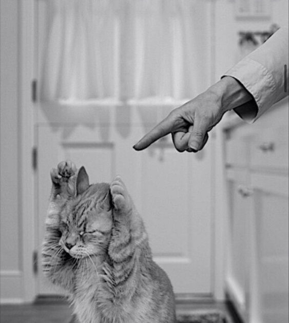 Посуду не моешь, носки разбрасываешь, зарплата маленькая. Толку, как с кота молока!