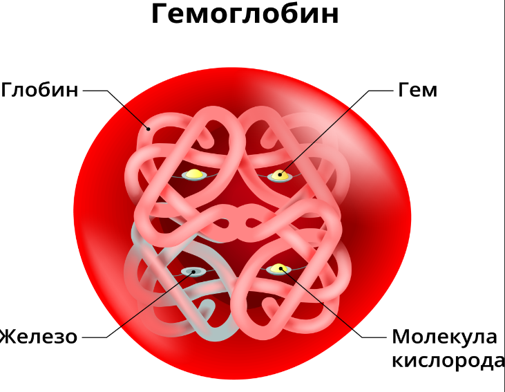 Структура молекулы гемоглобина
