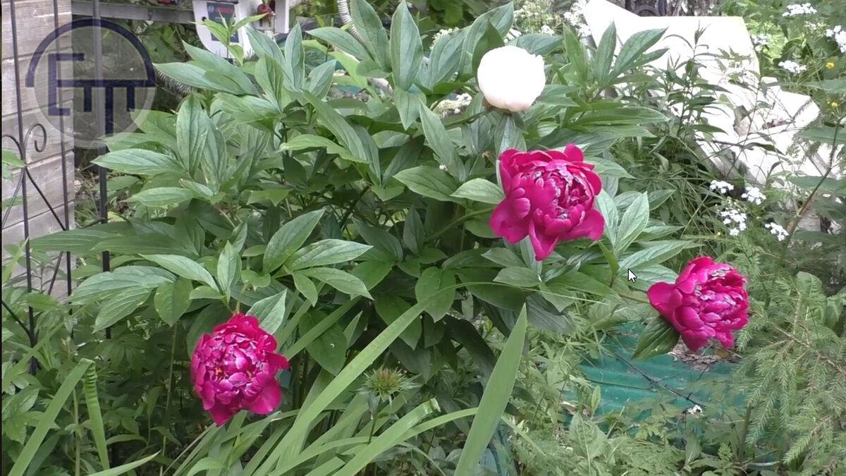 Кадр из моего будущего фильма. Пионы в смоем саду. Июль 2023 год.