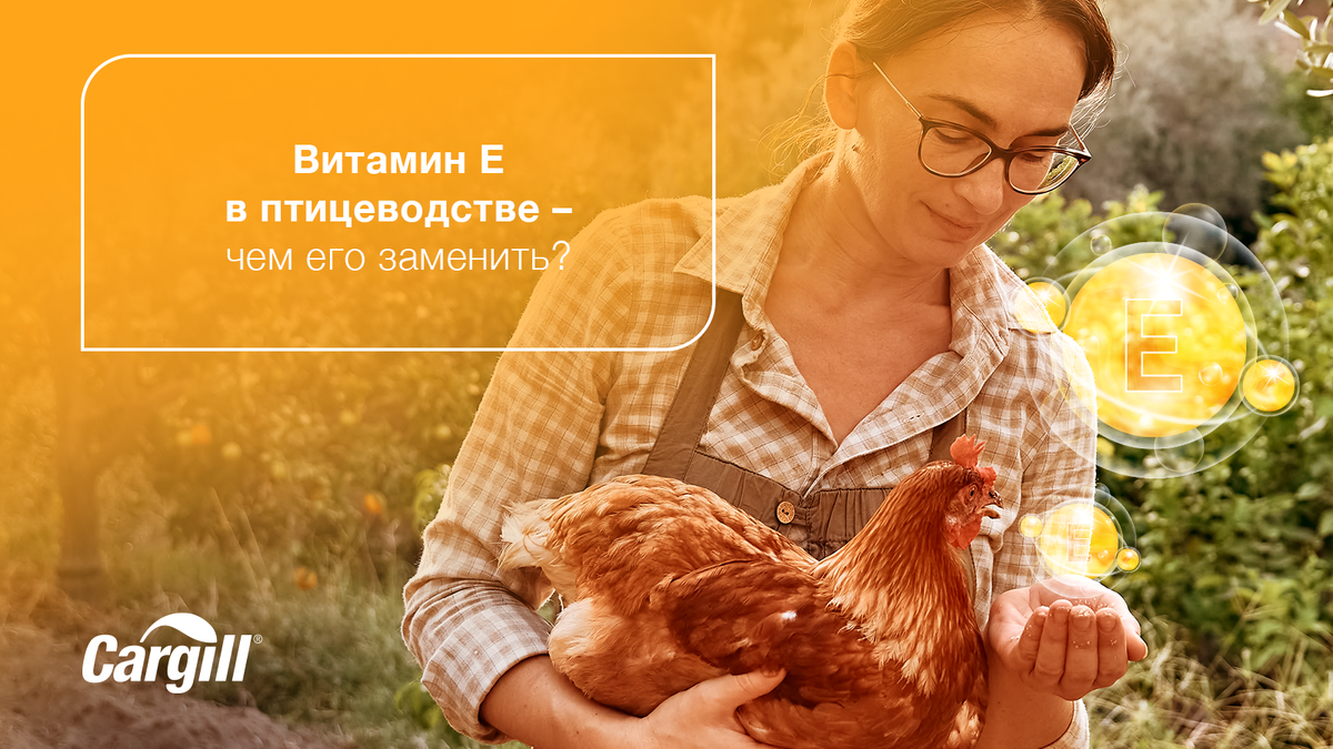 Витамин Е – частый и очень важный компонент премиксов и комбикормов для птицы. Он был впервые выделен из проросших зерен пшеницы в 1936 году и используется в кормлении птицы с 1970-х годов.