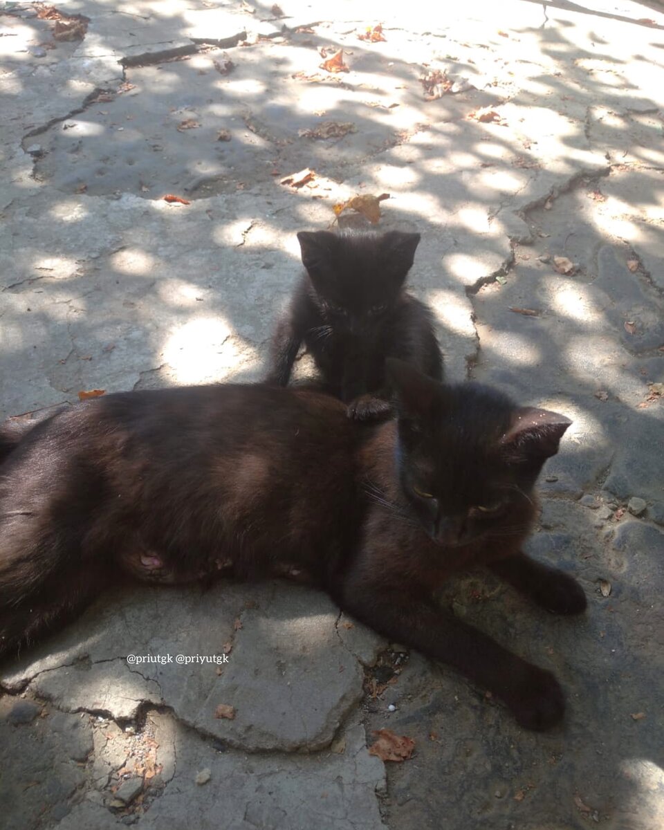 Семья бездомышей