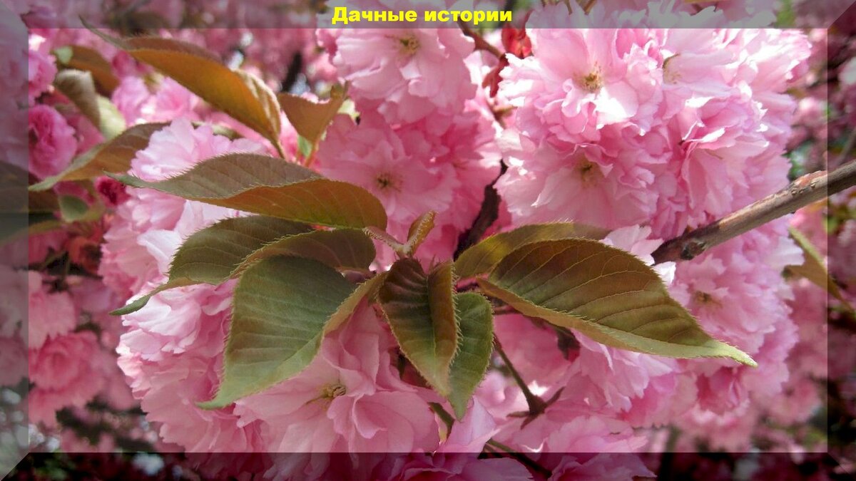 https://vk.com/photo-159774511_456241728