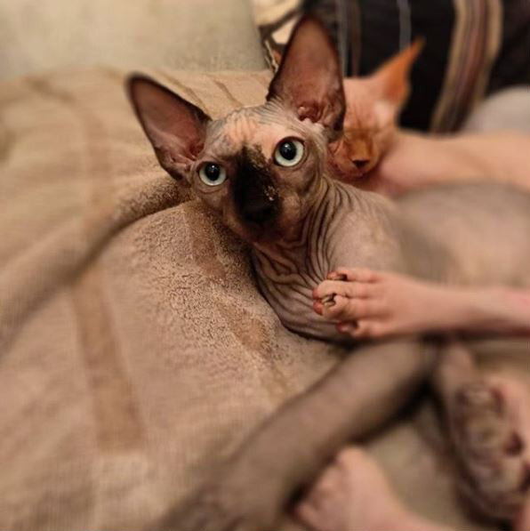 Византия. И чья-то лапа