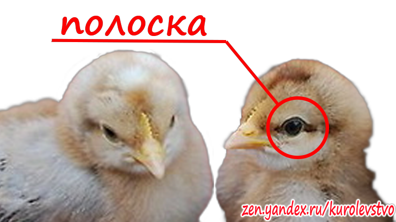 Как отличить курочку от петуха. Как различить пол цыплят. Определить пол цыпленка. Как отличить пол цыпленка.