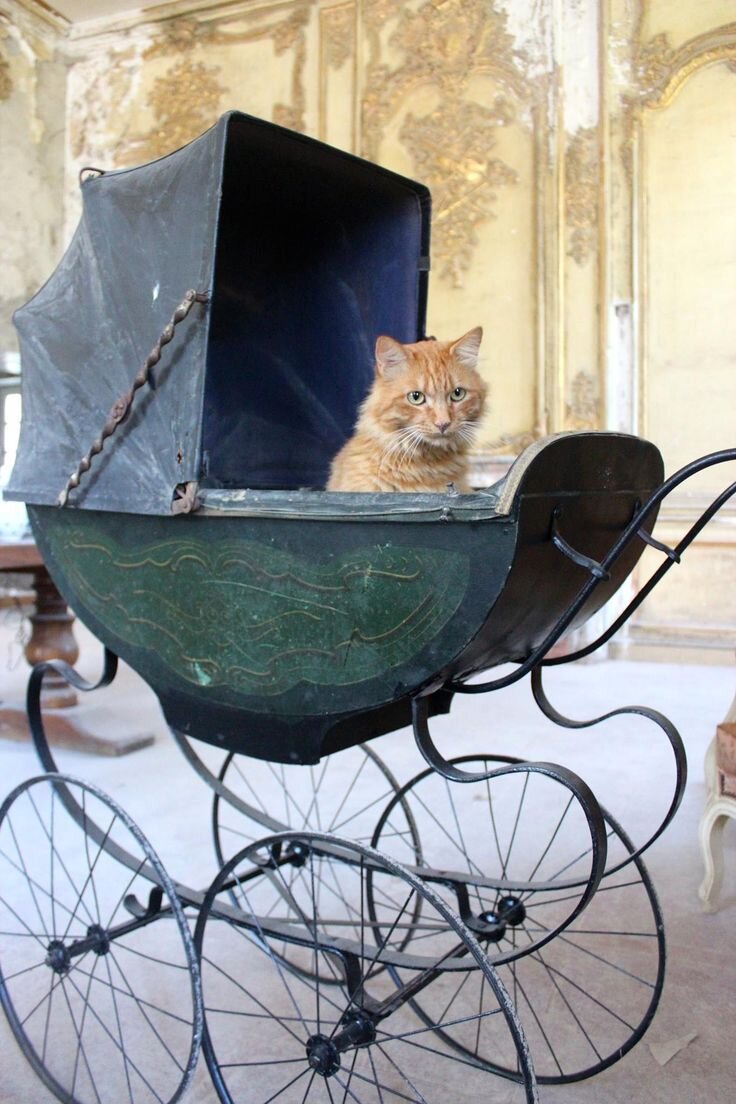 Сколько себя помню, в нашей семье всегда были собаки. Наверное поэтому мимишными котов я не считаю. 