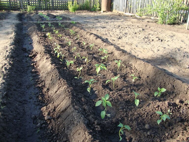 Фото с сайта teplica-exp.ru