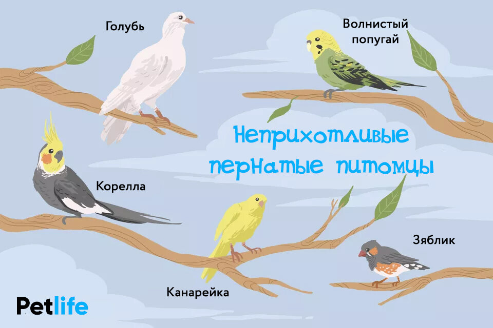 За птицами легче ухаживать, чем за четвероногим питомцем. И хотя нет такой птицы, которой не требуется уход и забота, некоторые виды прихотливые меньше собратьев.