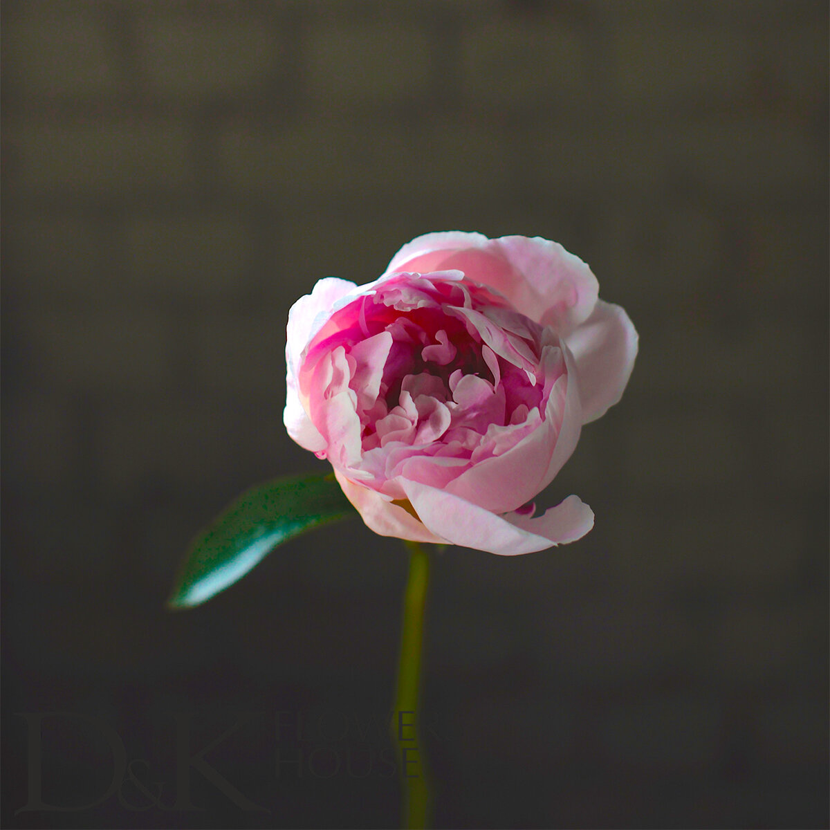 Пион "Сара Бернар"