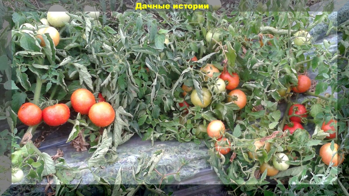 https://vk.com/photo-159774511_456241973