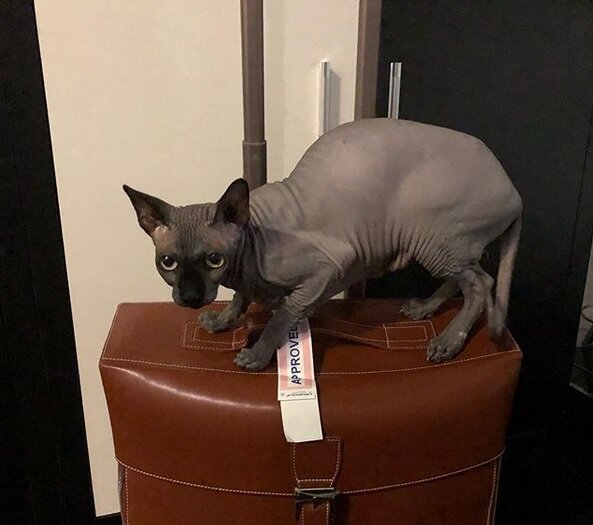 Чуча. Фото из инстаграма Б. Алибасова