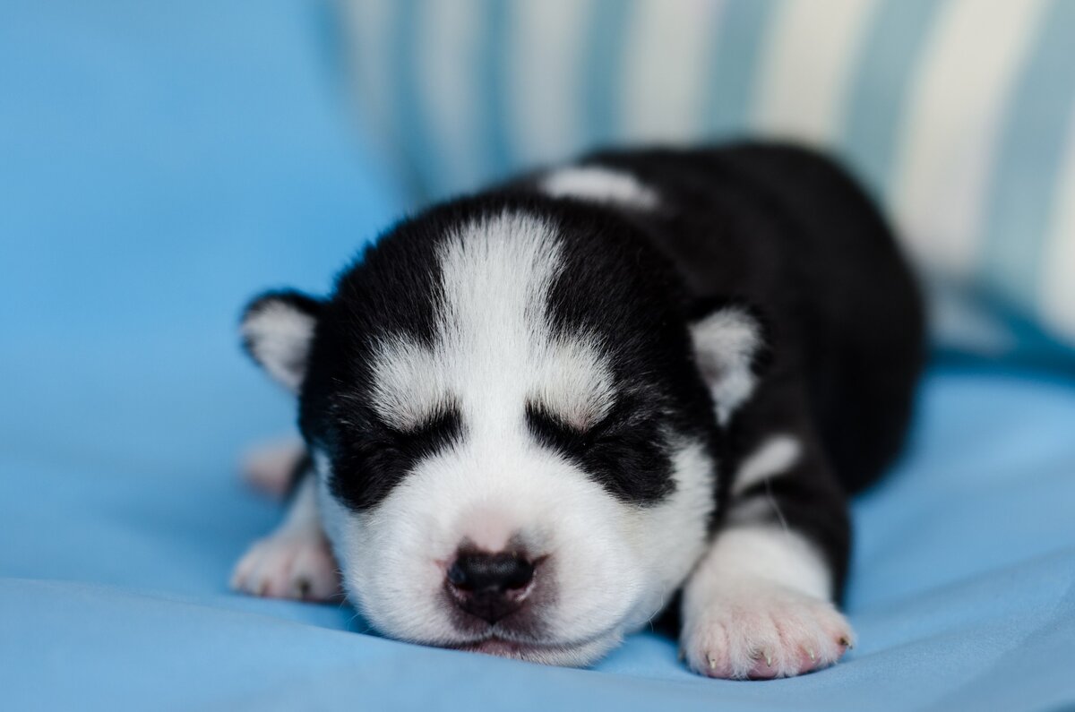 Ночь 1 неделя