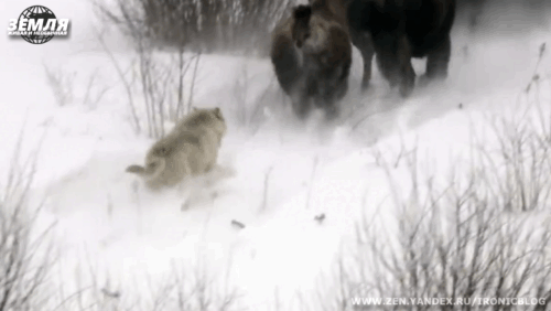Вожак уверенно догоняет и нападает на бизона.