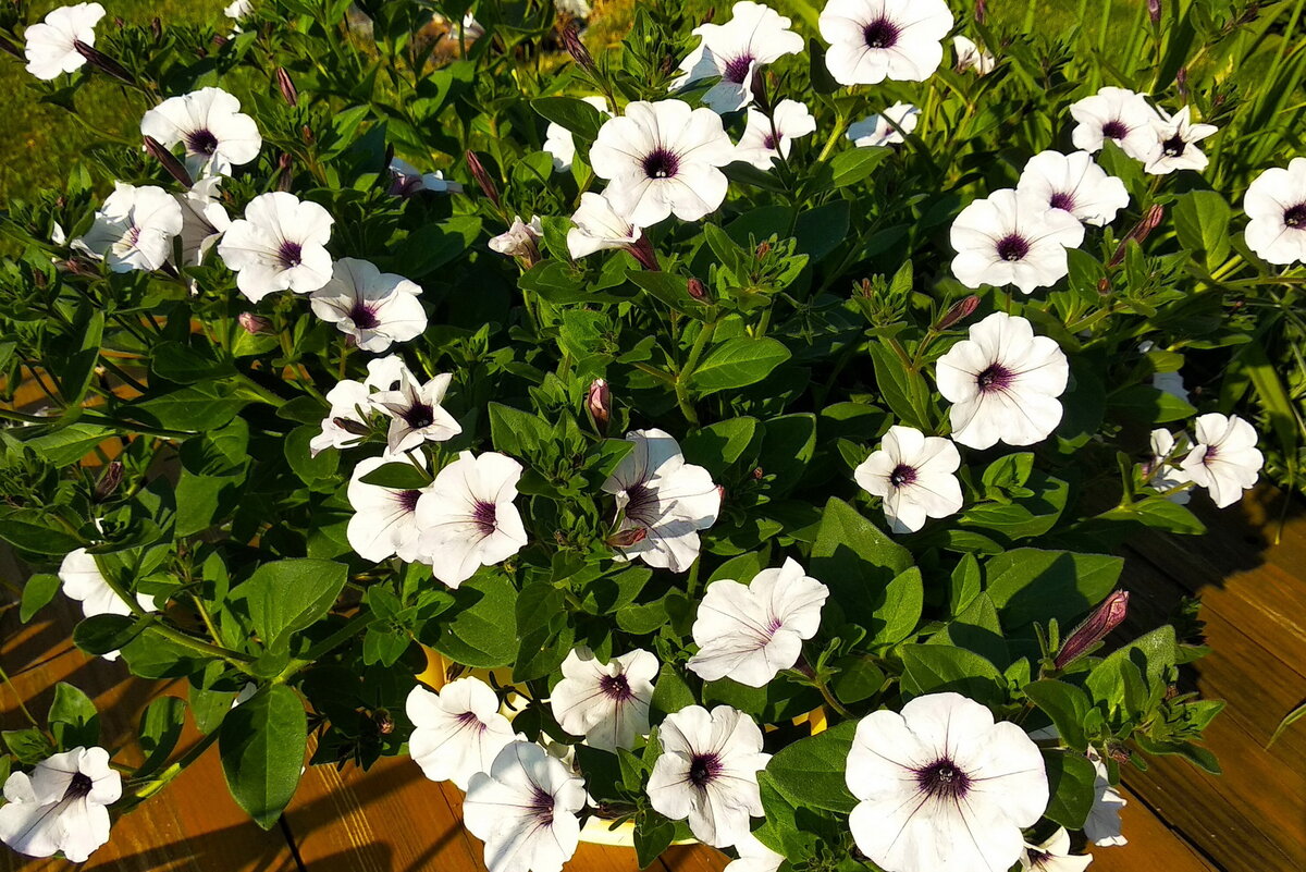 петуния тайфун сильвер