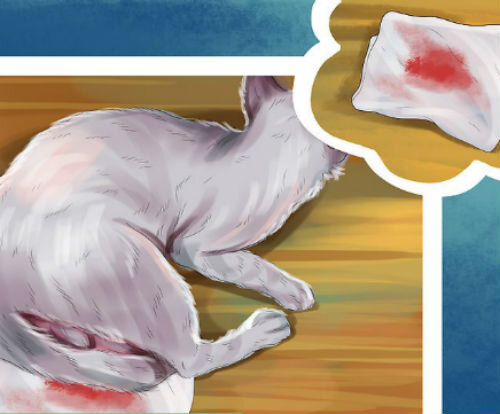 кровотечение у кошки после родов