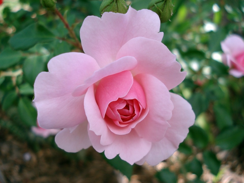 https://cdn.pixabay.com/photo/2013/09/25/01/52/rose-185961_960_720.jpg