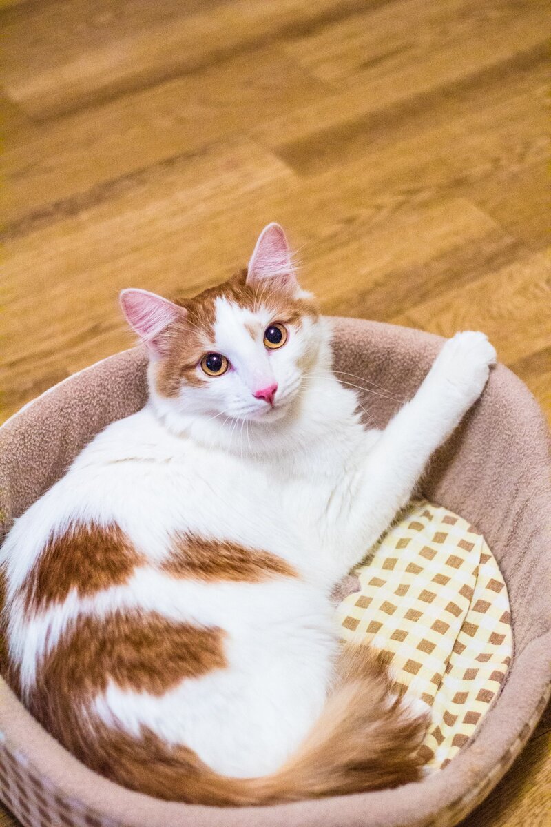 Полдня жду. Кот ждет весну. Арсенюшка. Я спокойна я жду отпуск. Полдня жду.