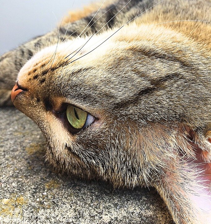 Фото: pixabay.com