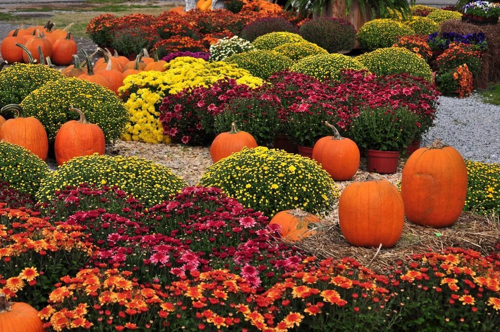 Хризантемы с тыквами