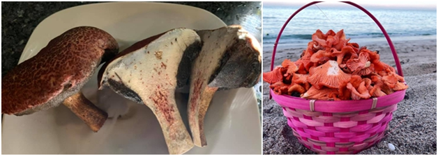 Заокеанские дары леса