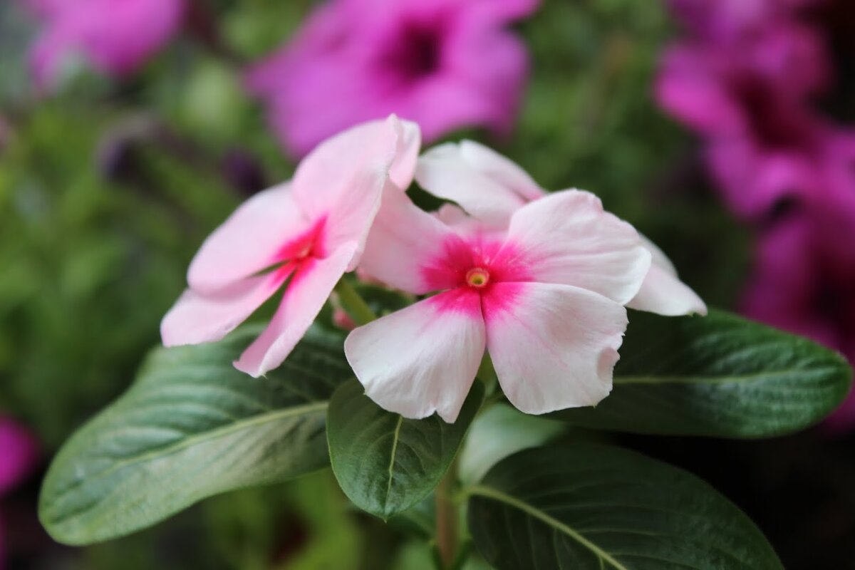 Мои цветы на балконе. Август 2018 г., фото из личного архива. И рассаду, и землю можно приобрести с доставкой