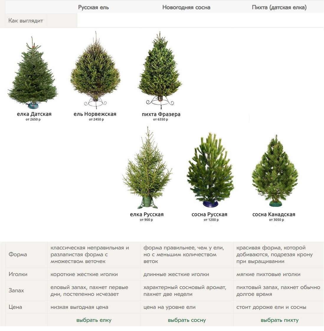 Что выбрать на Новый год: елка, сосна или пихта? | Инвестор Сталлоне! | Дзен
