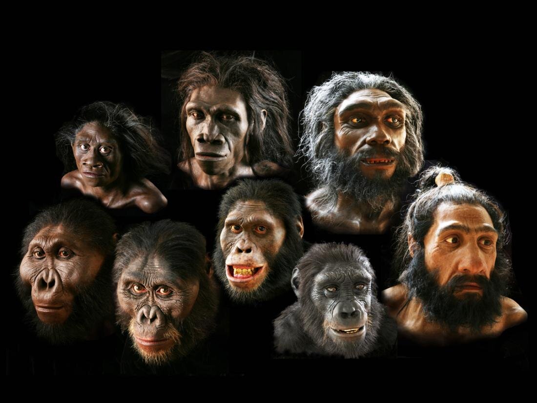 Человек появился новый. Хомо сапиенс обезьяна. Хомо сапиенс Эволюция женщины. Эволюция Дарвин хомо Эректус. Приматы гоминиды.